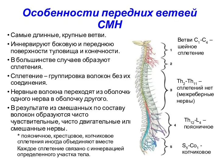 Особенности передних ветвей СМН Самые длинные, крупные ветви. Иннервируют боковую