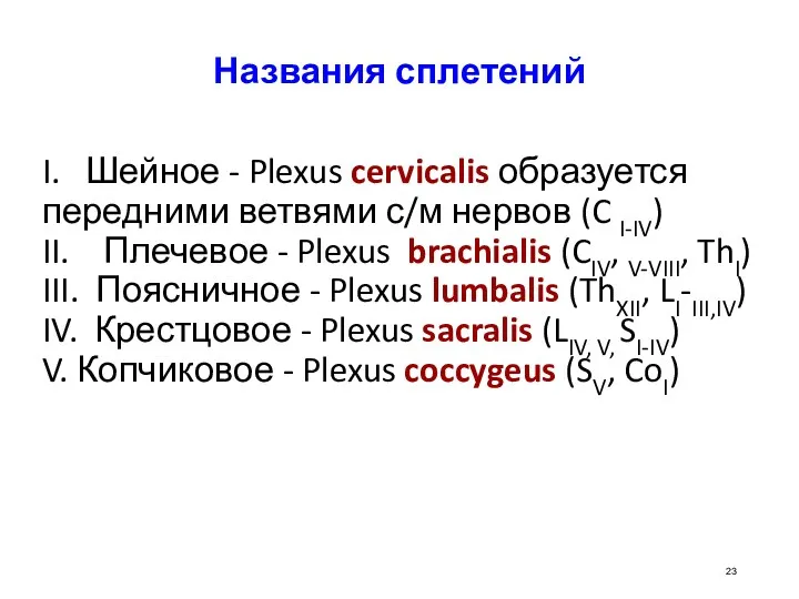 Названия сплетений I. Шейное - Plexus cervicalis образуется передними ветвями