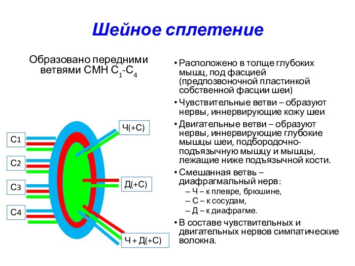 Шейное сплетение Образовано передними ветвями СМН С1-С4 Расположено в толще