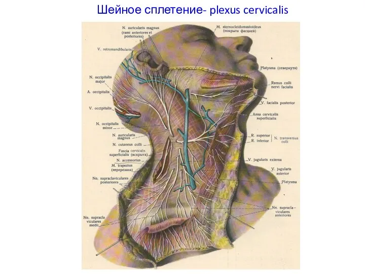 Шейное сплетение- plexus cervicalis