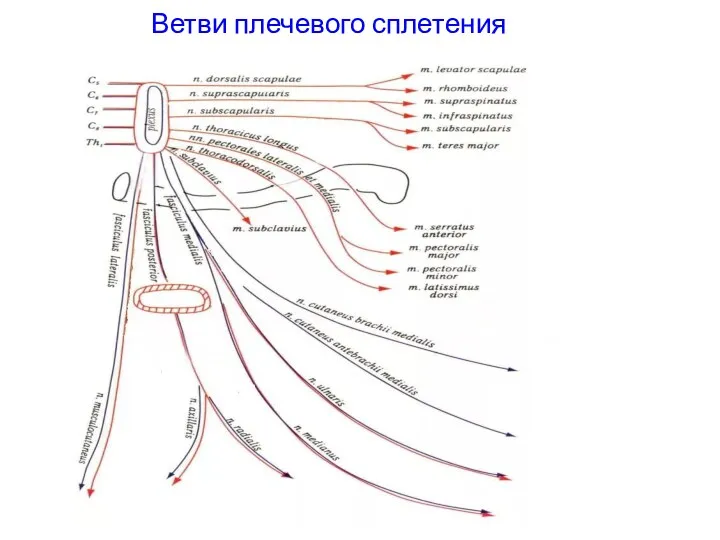 Ветви плечевого сплетения