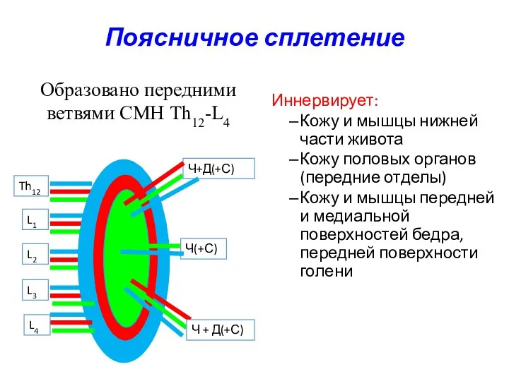 Поясничное сплетение Иннервирует: Кожу и мышцы нижней части живота Кожу