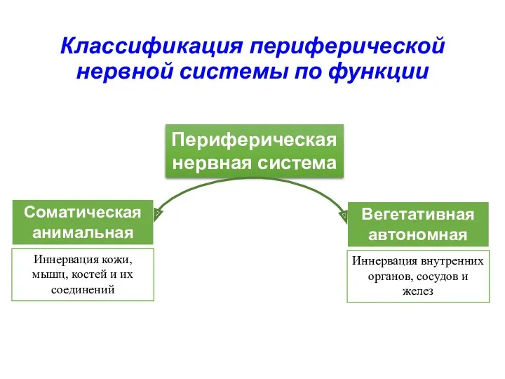 Классификация периферической нервной системы по функции Периферическая нервная система Соматическая