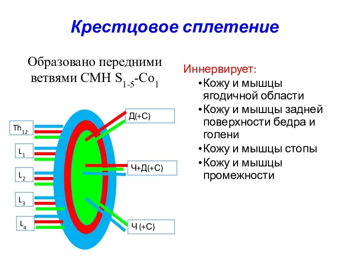 Крестцовое сплетение Иннервирует: Кожу и мышцы ягодичной области Кожу и