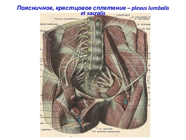 Поясничное, крестцовое сплетение – plexus lumbalis et sacralis