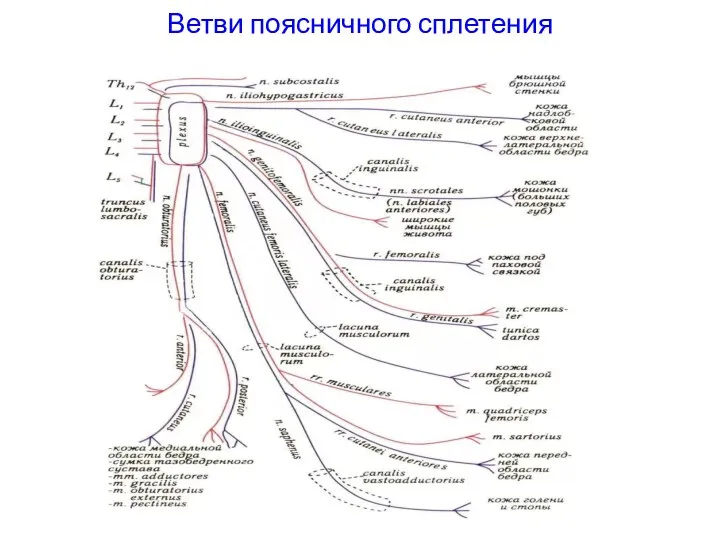 Ветви поясничного сплетения