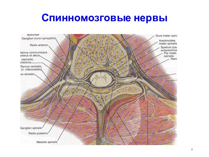 Спинномозговые нервы