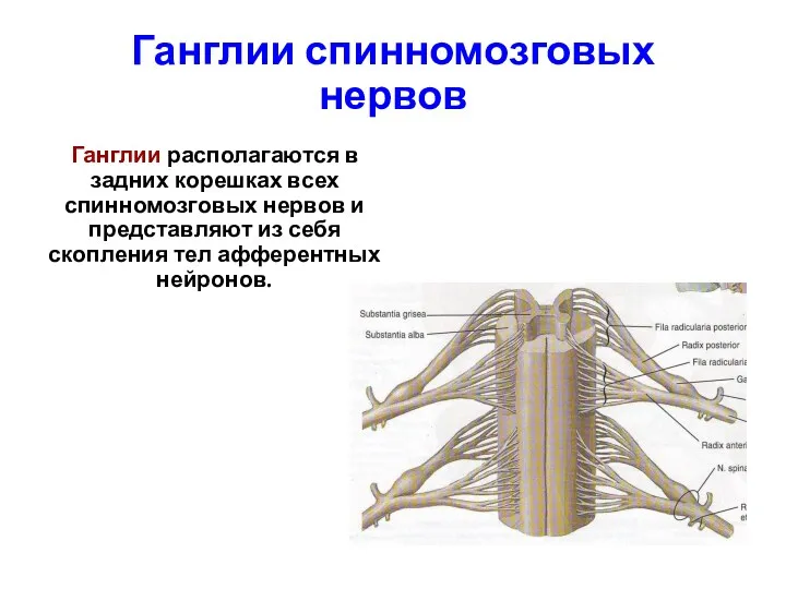 Ганглии спинномозговых нервов Ганглии располагаются в задних корешках всех спинномозговых