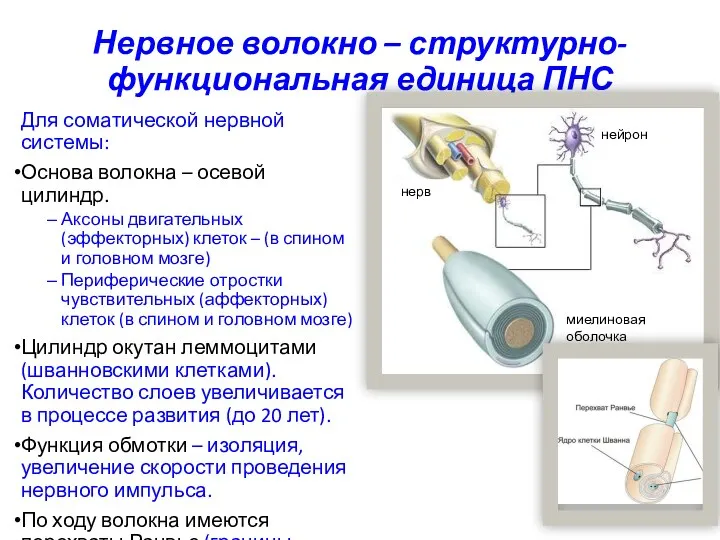 Нервное волокно – структурно-функциональная единица ПНС Для соматической нервной системы: