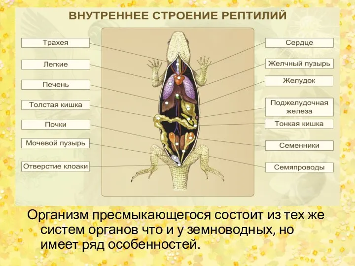 Организм пресмыкающегося состоит из тех же систем органов что и у земноводных, но имеет ряд особенностей.