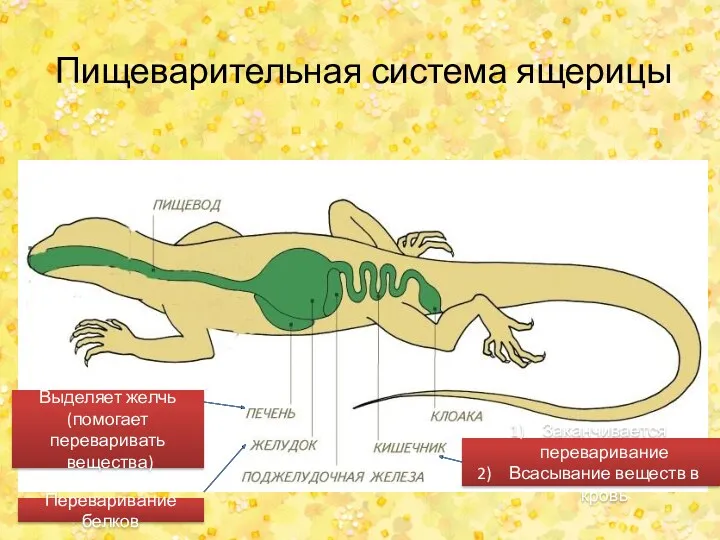 Пищеварительная система ящерицы Переваривание белков Заканчивается переваривание Всасывание веществ в кровь Выделяет желчь (помогает переваривать вещества)