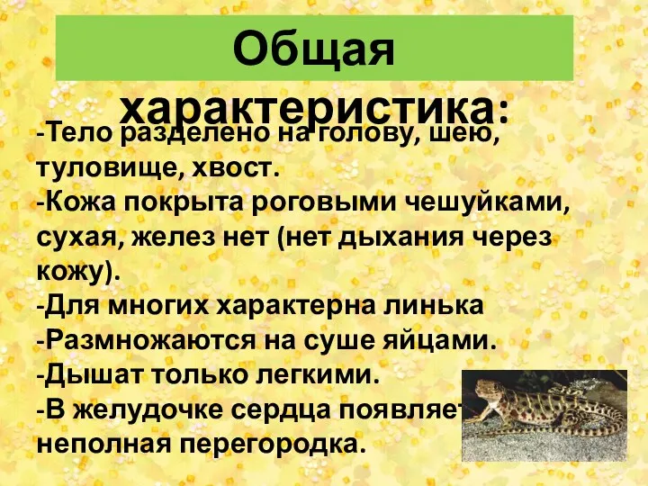 -Тело разделено на голову, шею, туловище, хвост. -Кожа покрыта роговыми чешуйками, сухая, желез