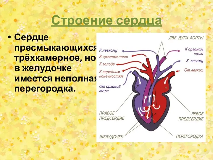 Строение сердца Сердце пресмыкающихся трёхкамерное, но в желудочке имеется неполная перегородка.