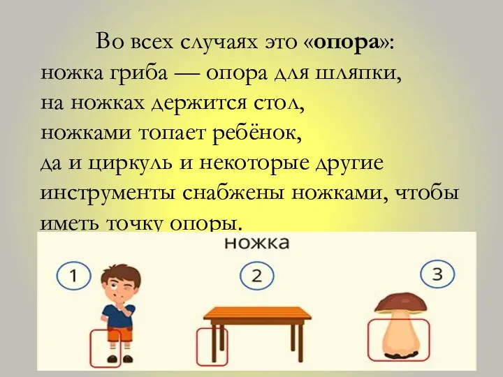 Во всех случаях это «опора»: ножка гриба — опора для