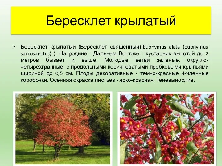 Бересклет крылатый Бересклет крылатый (Бересклет священный)(Euonymus alata (Euonymus sacrosanctus) ).