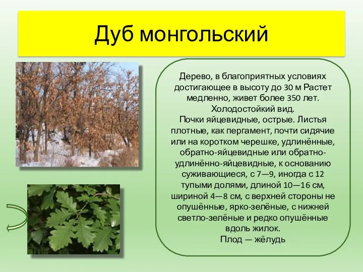 Дуб монгольский Дерево, в благоприятных условиях достигающее в высоту до