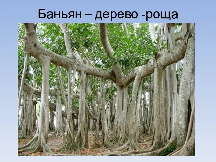 Баньян – дерево -роща