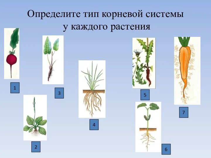 Определите тип корневой системы у каждого растения 1 2 3 4 6 5 7