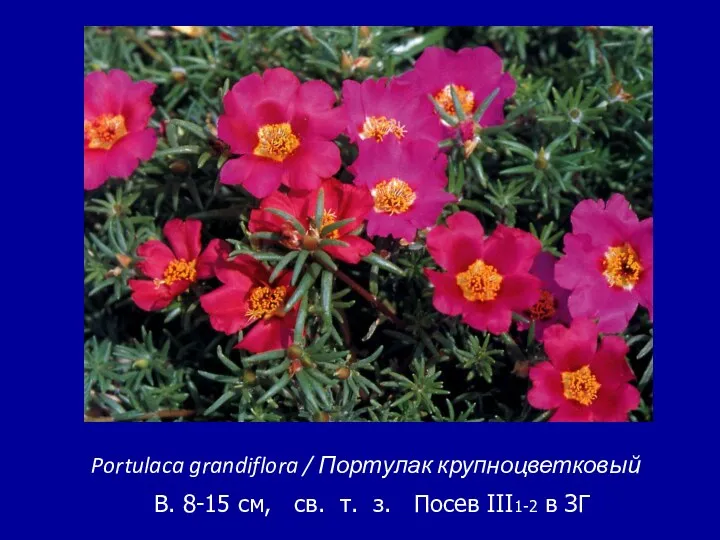 Portulaca grandiflora / Портулак крупноцветковый B. 8-15 см, св. т. з. Посев III1-2 в ЗГ