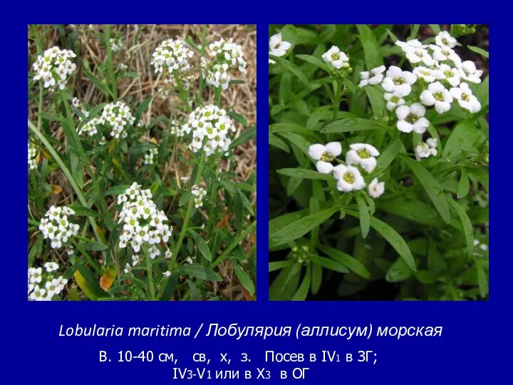 Lobularia maritima / Лобулярия (аллисум) морская B. 10-40 см, св,