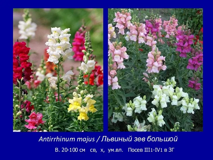 Antirrhinum majus / Львиный зев большой B. 20-100 см св, х, ум.вл. Посев III1-IV1 в ЗГ