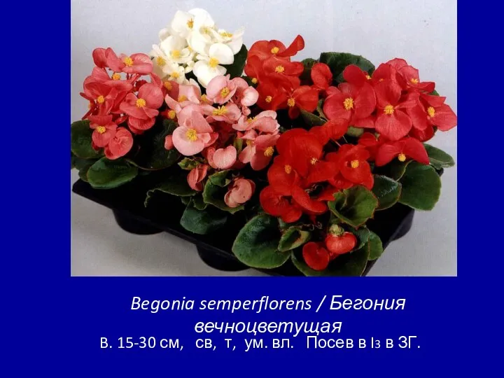 Begonia semperflorens / Бегония вечноцветущая B. 15-30 см, св, т,