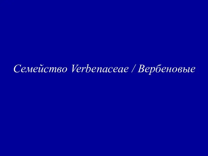 Семейство Verbenaceae / Вербеновые