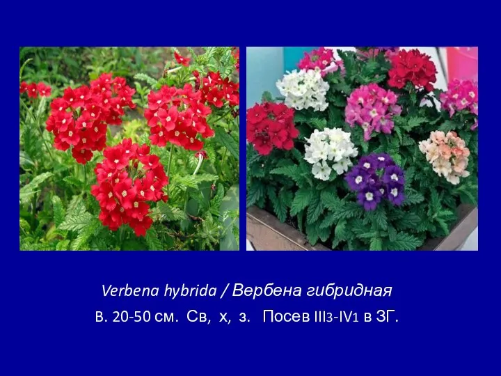 Verbena hybrida / Вербена гибридная B. 20-50 см. Св, х, з. Посев III3-IV1 в ЗГ.