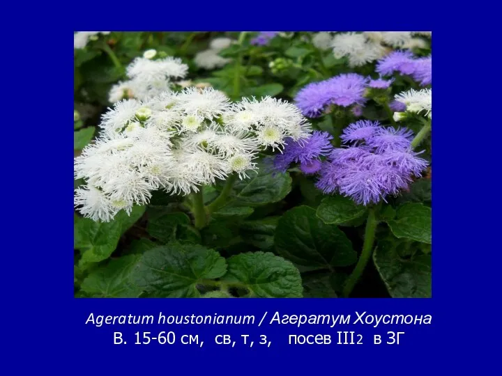Ageratum houstonianum / Агератум Хоустона В. 15-60 см, св, т, з, посев III2 в ЗГ