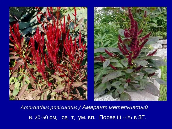 Amaranthus paniculatus / Амарант метельчатый B. 20-50 см, св, т,