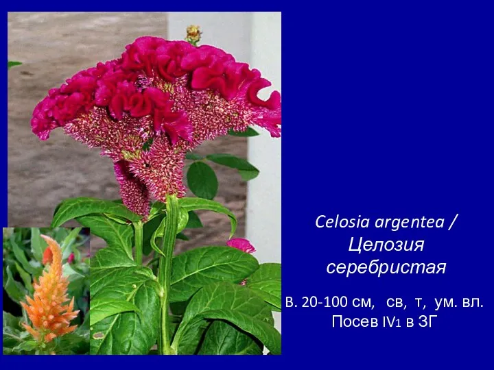 Celosia argentea / Целозия серебристая B. 20-100 см, св, т, ум. вл. Посев IV1 в ЗГ