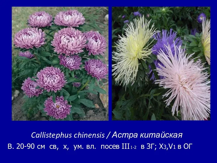 Callistephus chinensis / Астра китайская В. 20-90 см св, х,