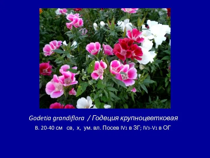 Godetia grandiflora / Годеция крупноцветковая B. 20-40 см св, х,