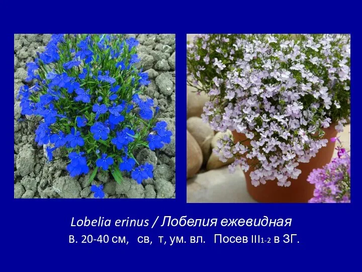 Lobelia erinus / Лобелия ежевидная B. 20-40 см, св, т, ум. вл. Посев III1-2 в ЗГ.