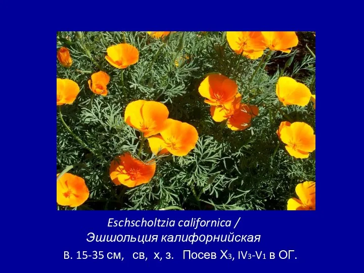 Eschscholtzia californica / Эшшольция калифорнийская B. 15-35 см, св, х, з. Посев Х3, IV3-V1 в ОГ.