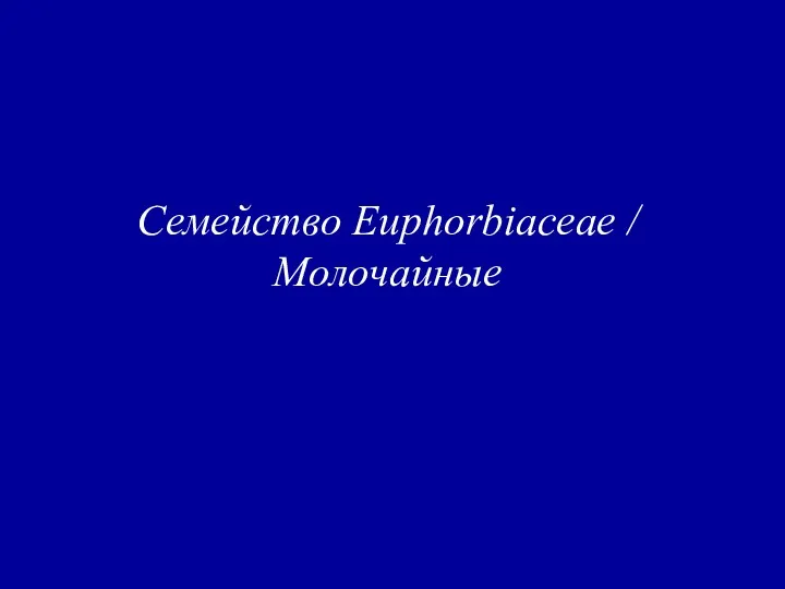 Семейство Euphorbiaceae / Молочайные