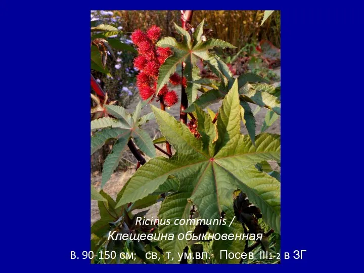 Ricinus communis / Клещевина обыкновенная B. 90-150 см; св, т, ум.вл. Посев III1-2 в ЗГ