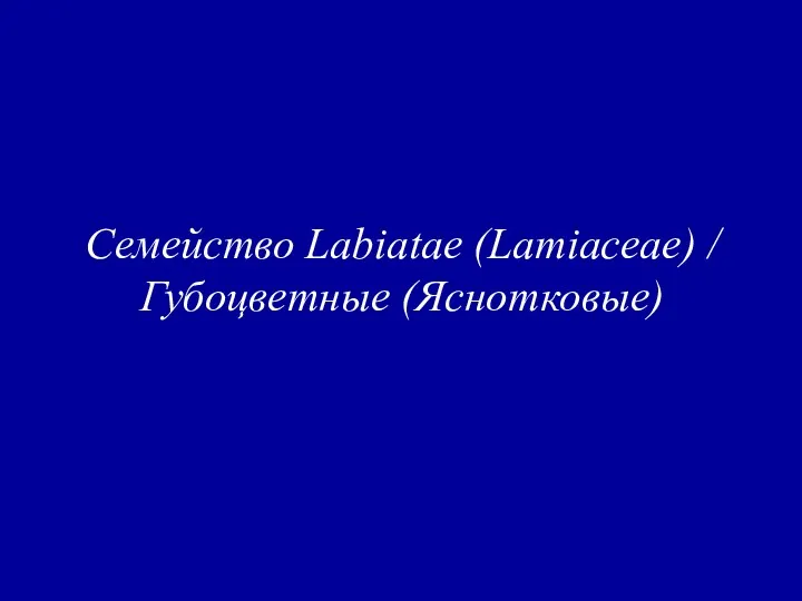 Семейство Labiatae (Lamiaceae) / Губоцветные (Яснотковые)