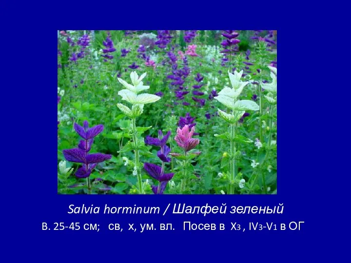 Salvia horminum / Шалфей зеленый B. 25-45 см; св, х,