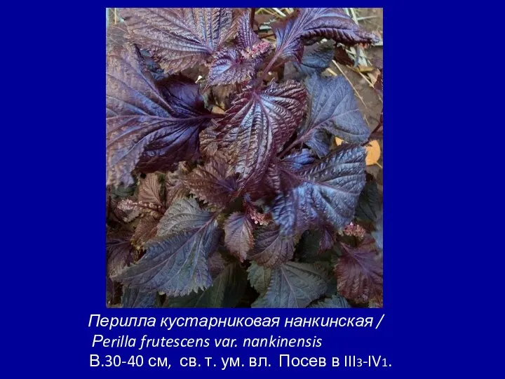 Перилла кустарниковая нанкинская / Рerilla frutescens var. nankinensis В.30-40 см,