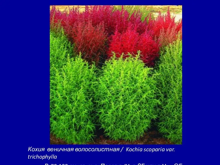 Кохия веничная волосолистная / Kochia scoparia var. trichophylla В.70-100 см,