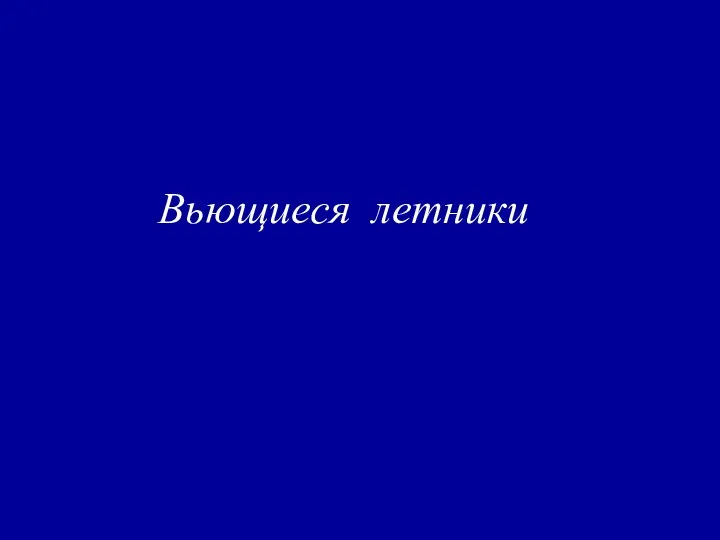 Вьющиеся летники