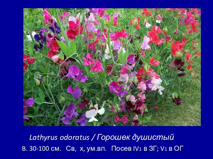 Lathyrus odoratus / Горошек душистый B. 30-100 см. Св, х,