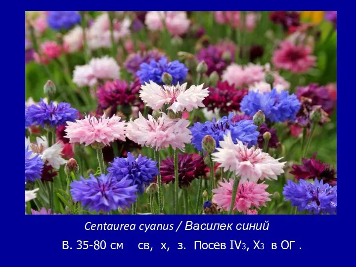 Centaurea cyanus / Василек синий В. 35-80 см св, х,