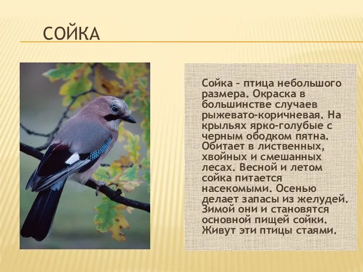 СОЙКА Сойка – птица небольшого размера. Окраска в большинстве случаев