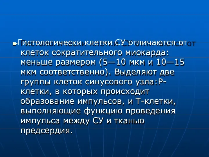 ■▪Гистологически клетки СУ отличаются от клеток сократительного миокарда: меньше размером (5—10 мкм и