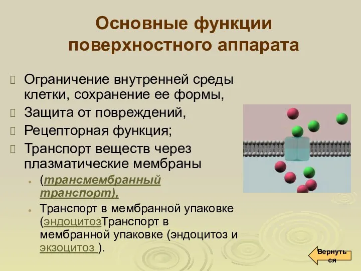 Основные функции поверхностного аппарата Ограничение внутренней среды клетки, сохранение ее