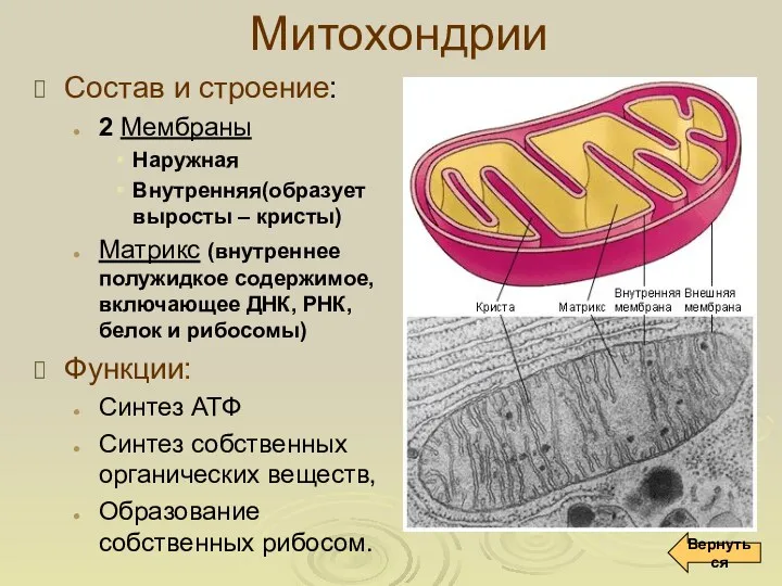 Митохондрии Состав и строение: 2 Мембраны Наружная Внутренняя(образует выросты –