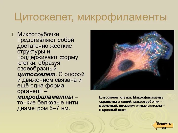 Цитоскелет, микрофиламенты Микротрубочки представляют собой достаточно жёсткие структуры и поддерживают