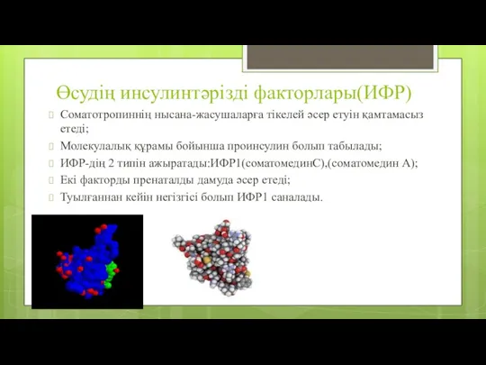 Өсудің инсулинтәрізді факторлары(ИФР) Соматотропиннің нысана-жасушаларға тікелей әсер етуін қамтамасыз етеді;